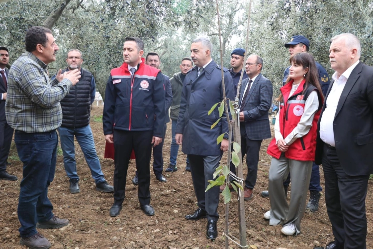 Yalova'da Zeytin Hasadı Başladı: 10 Bin Ton Üretim Bekleniyor