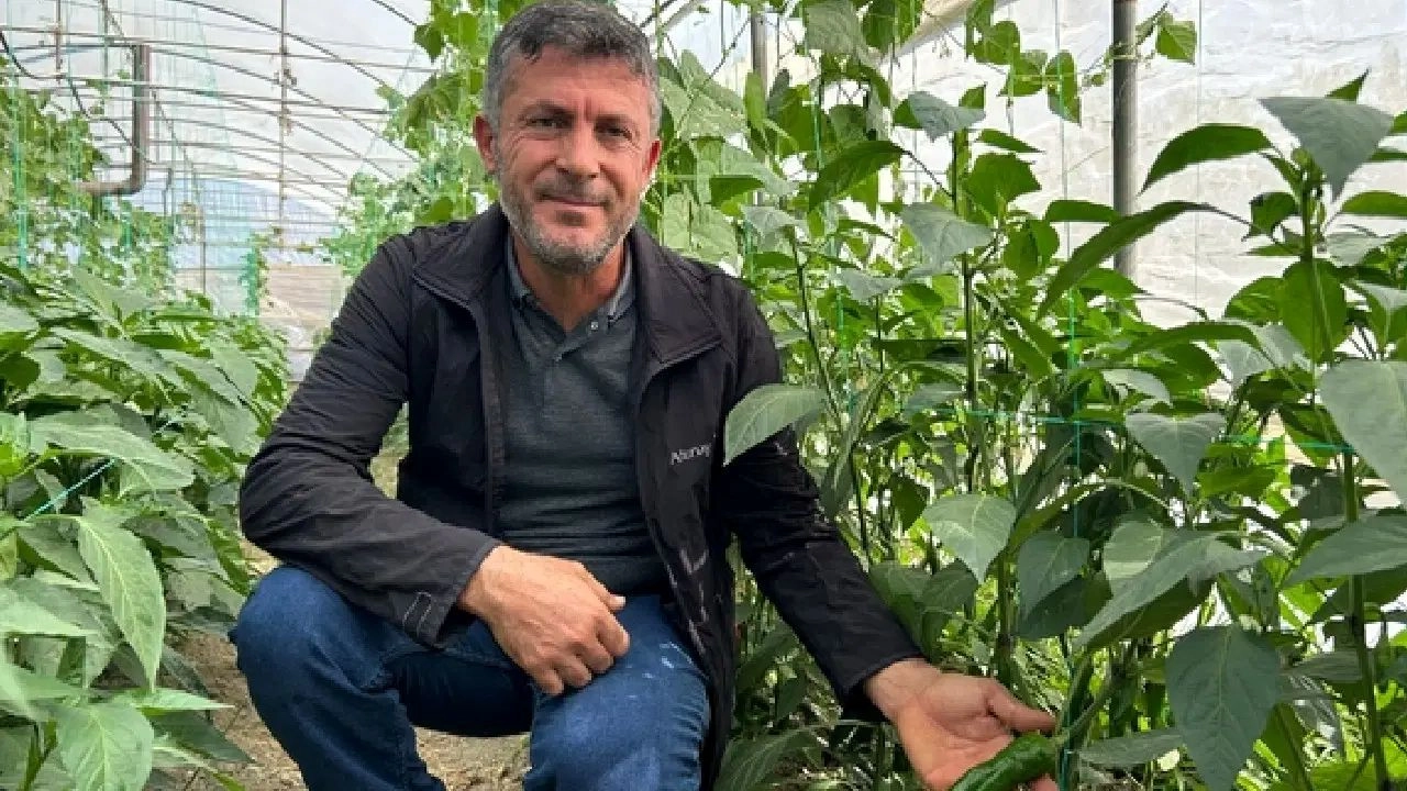 Hatay Samandağ Biberi Hasadı Başladı: Türkiye'nin En Acı Biberi