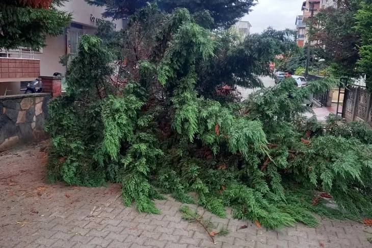 Yalova İsmetpaşa'da Rüzgarın Devirdiği Ağaç Yolu Kapattı!