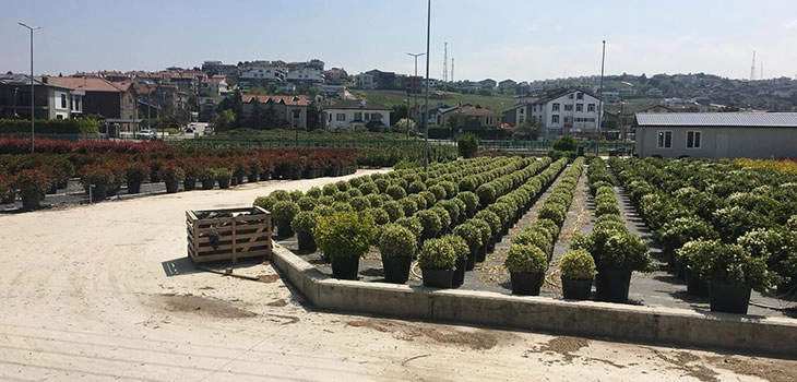 Kadıköy'de 45 Dönüm Çiçek Serası ile Doğal Güzellik