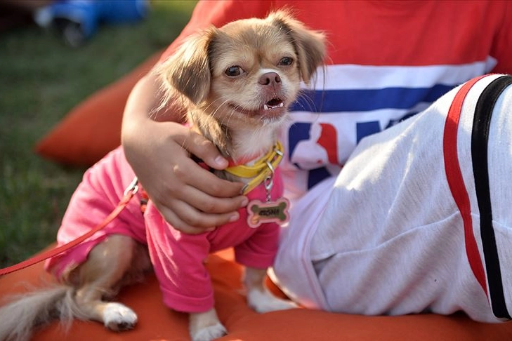Köpek Sahipleri Demans Riskinden %40 Korunuyor! Japon Araştırması