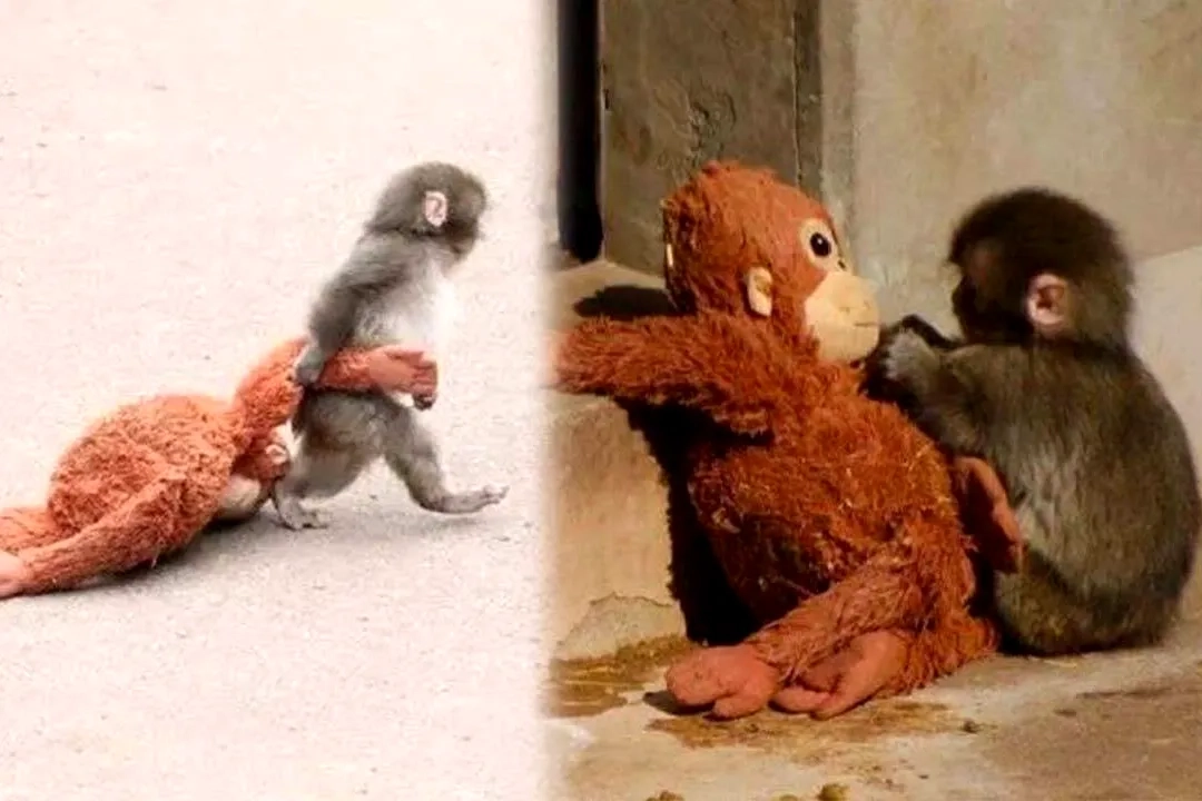 Punch Maymunu: Peluş Orangutanı Anne Sandı - Duygusal Hikaye