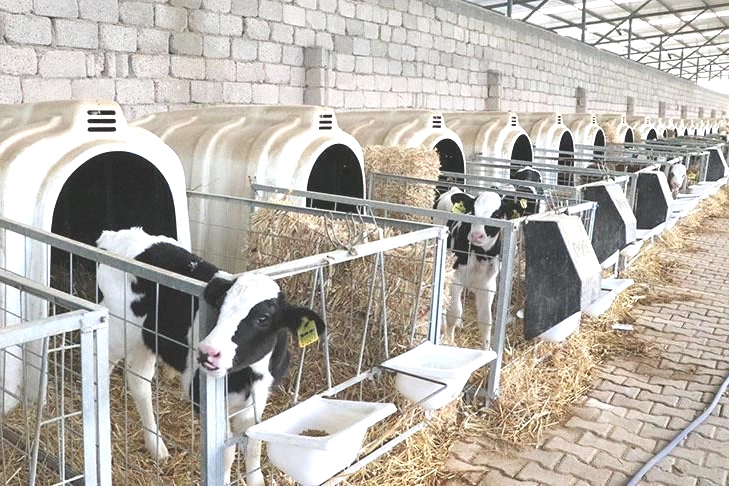 Yalova'da Buzağı Kayıplarını Önleyecek Proje: 3 Aşamalı Saha Ziyaretleri