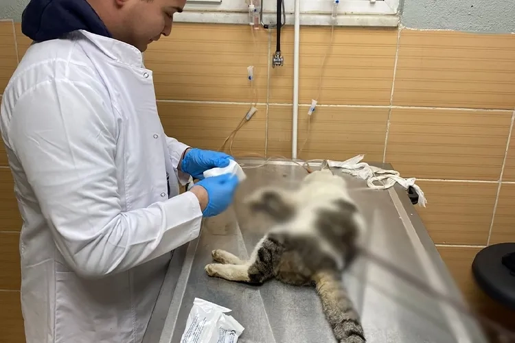 Çiftlikköy'de Karnına Şiş Saplanan Kedi 'Şanslı' Kurtarıldı