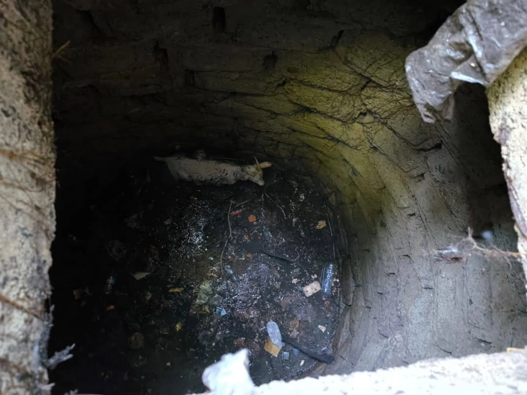 Yalova'da Keçi Logar Kuyusuna Düştü: İtfaiye Kurtardı