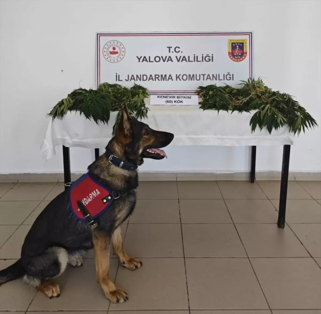 Yalova'da Kenevir Operasyonu: 60 Kök Ele Geçirildi, Zanlı Tutuklandı
