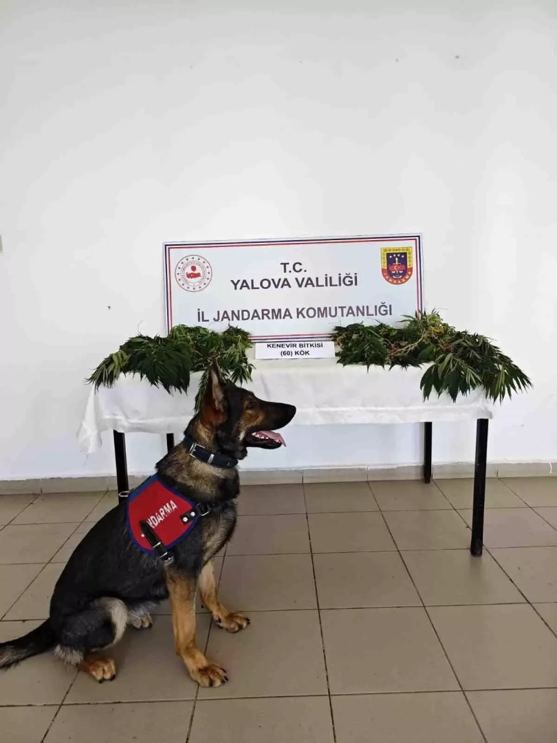 Yalova'da 60 Kök Kenevir Ele Geçirildi: Zanlı Tutuklandı