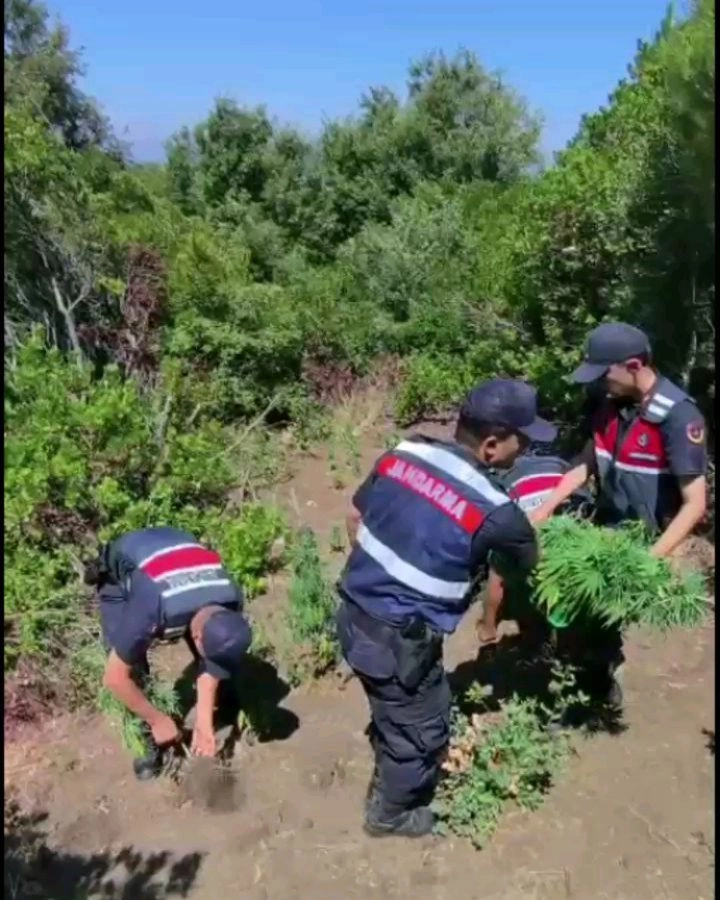 Yalova'da Kenevir Operasyonu: 60 Kök Ele Geçirildi, 1 Tutuklama