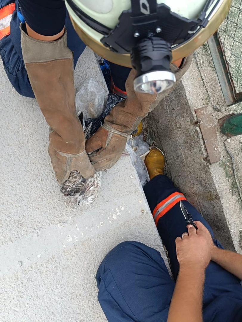 Yalova'da İtfaiye Minik Kuşu Kurtardı | 112 Acil Müdahale