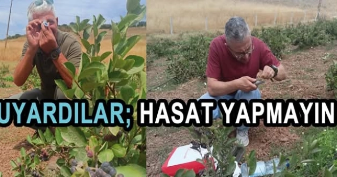 Yalova'da Aronya Hasadı Uyarısı: Erken Toplama Kaliteyi Düşürüyor