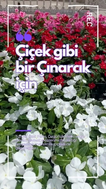 Çınarcık'ta Çiçeklerle Güzelleşen Parklar ve Caddeler