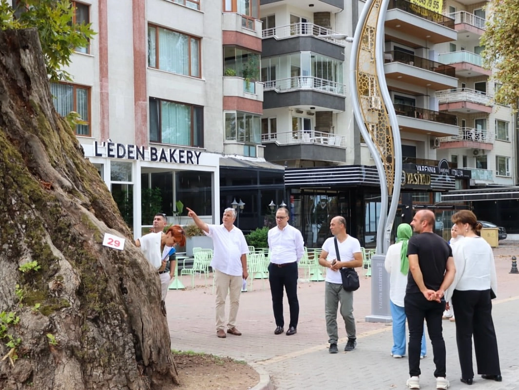 Yalova'da Anıt Ağaçlar Koruma Altında - Bakım ve Güvenlik Çalışmaları