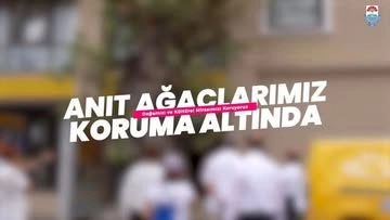 Yalova Anıt Ağaçlar Koruma Altında: Doğa Mirası Geleceğe Aktarılıyor