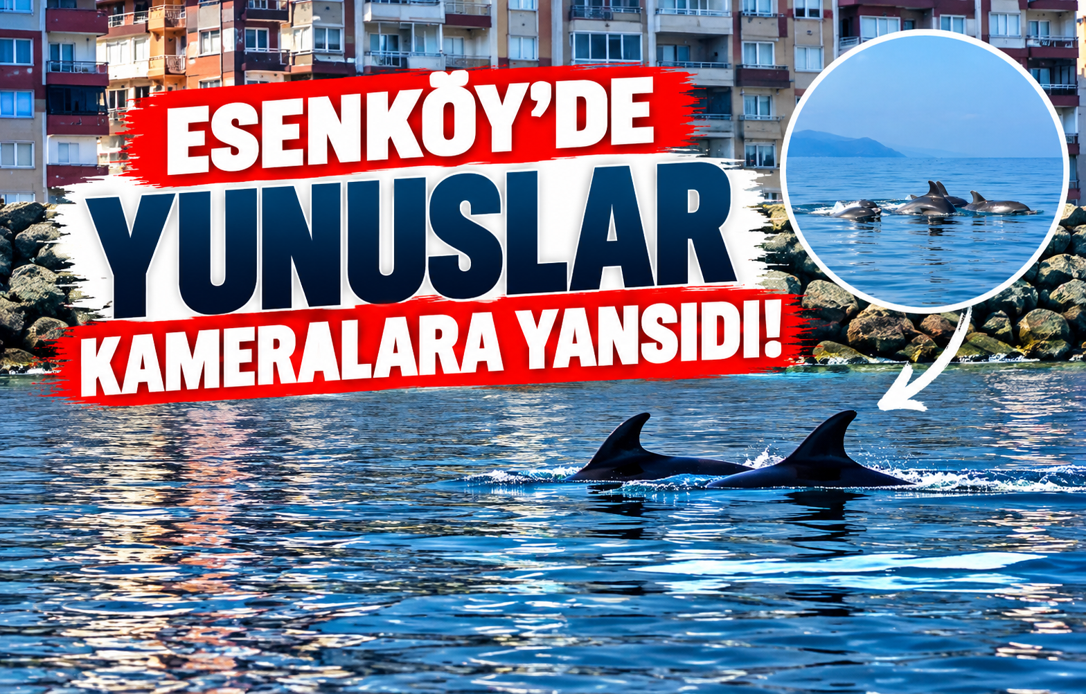 Esenköy’de Yunuslar Kameralara Yansıdı!