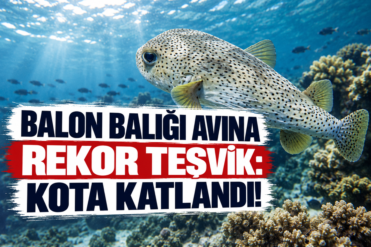 Balon Balığı Avına Rekor Teşvik: Kota Katlandı!