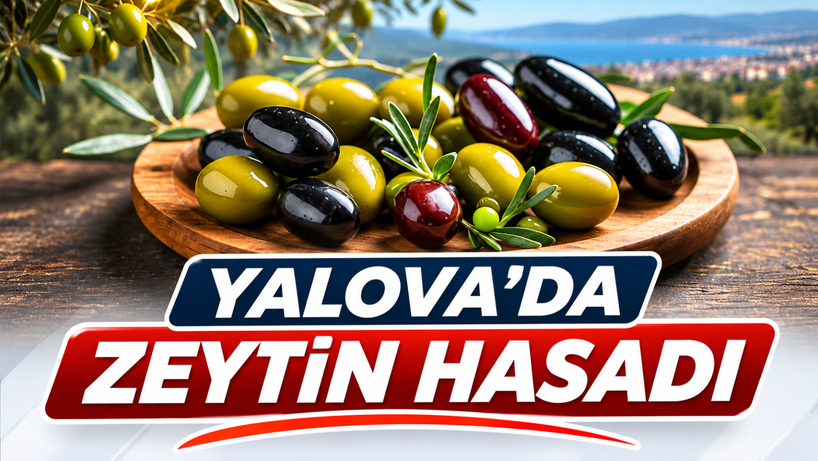 YALOVA’DA ZEYTİN HASADI