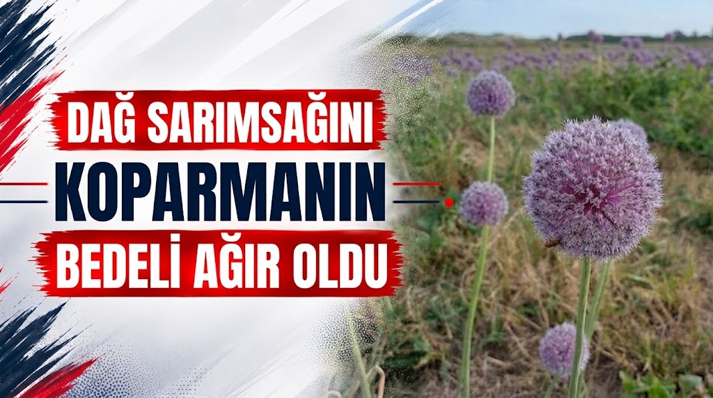 Dağ Sarımsağını Koparmanın Bedeli Ağır Oldu