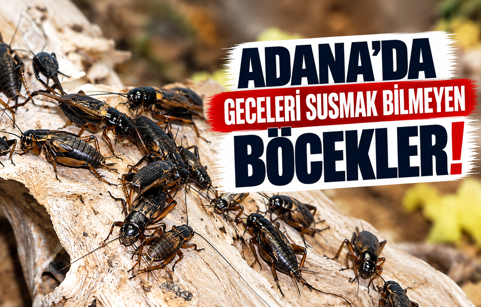 Adana’da Geceleri Susmak Bilmeyen Böcekler!