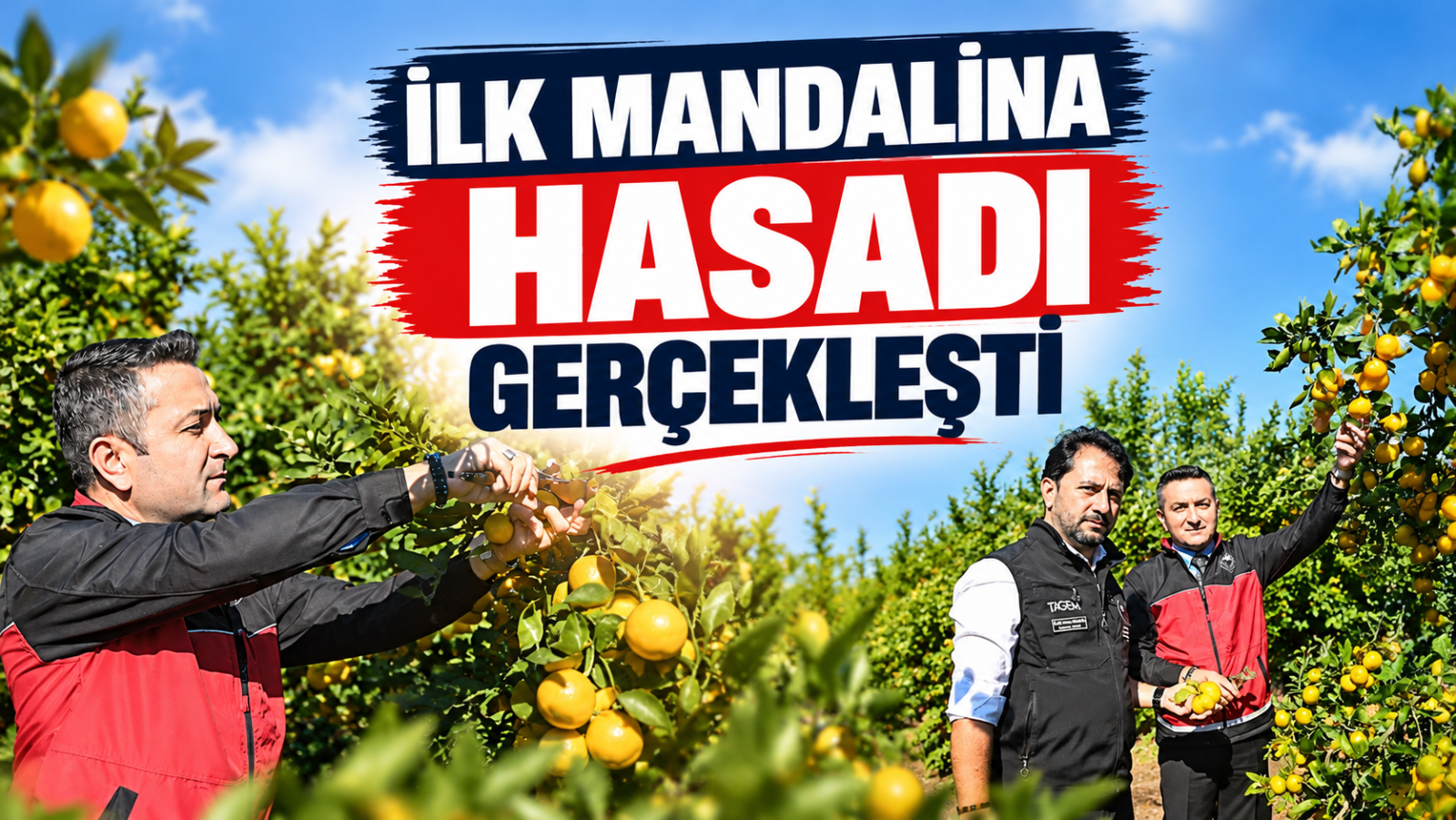 SEZONUN İLK MANDALİNA HASADI GERÇEKLEŞTİ