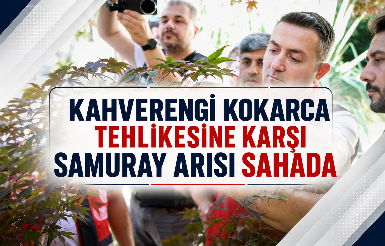 Kahverengi Kokarca Tehlikesine Karşı Samuray Arısı Sahada