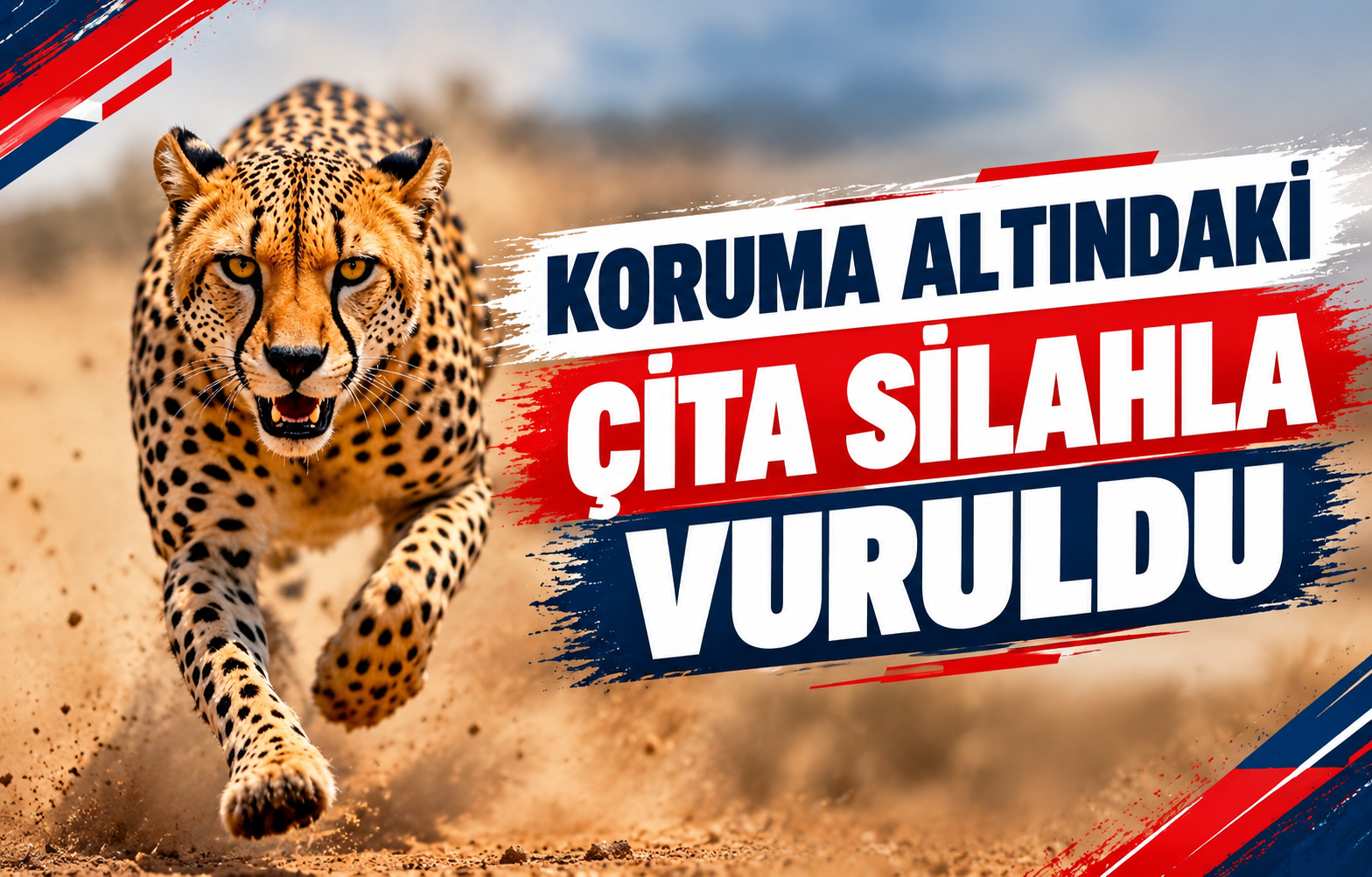 KORUMA ALTINDAKİ ÇİTA SİLAHLA VURULDU