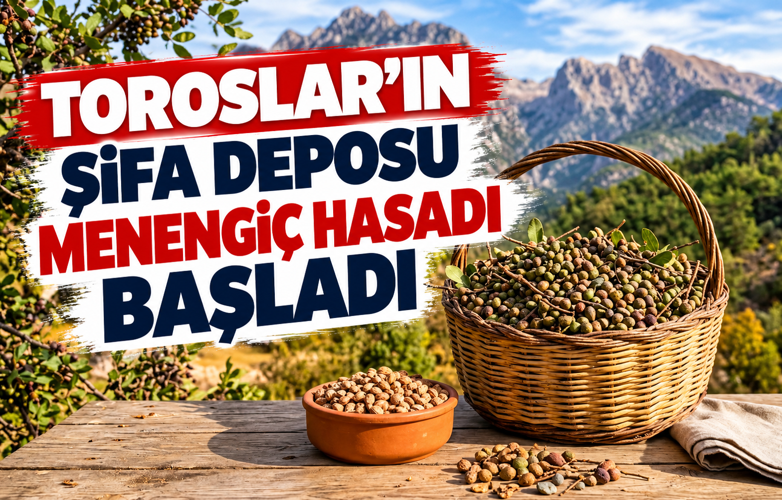 TOROSLAR’IN ŞİFA DEPOSU MENENGİÇ HASADI BAŞLADI