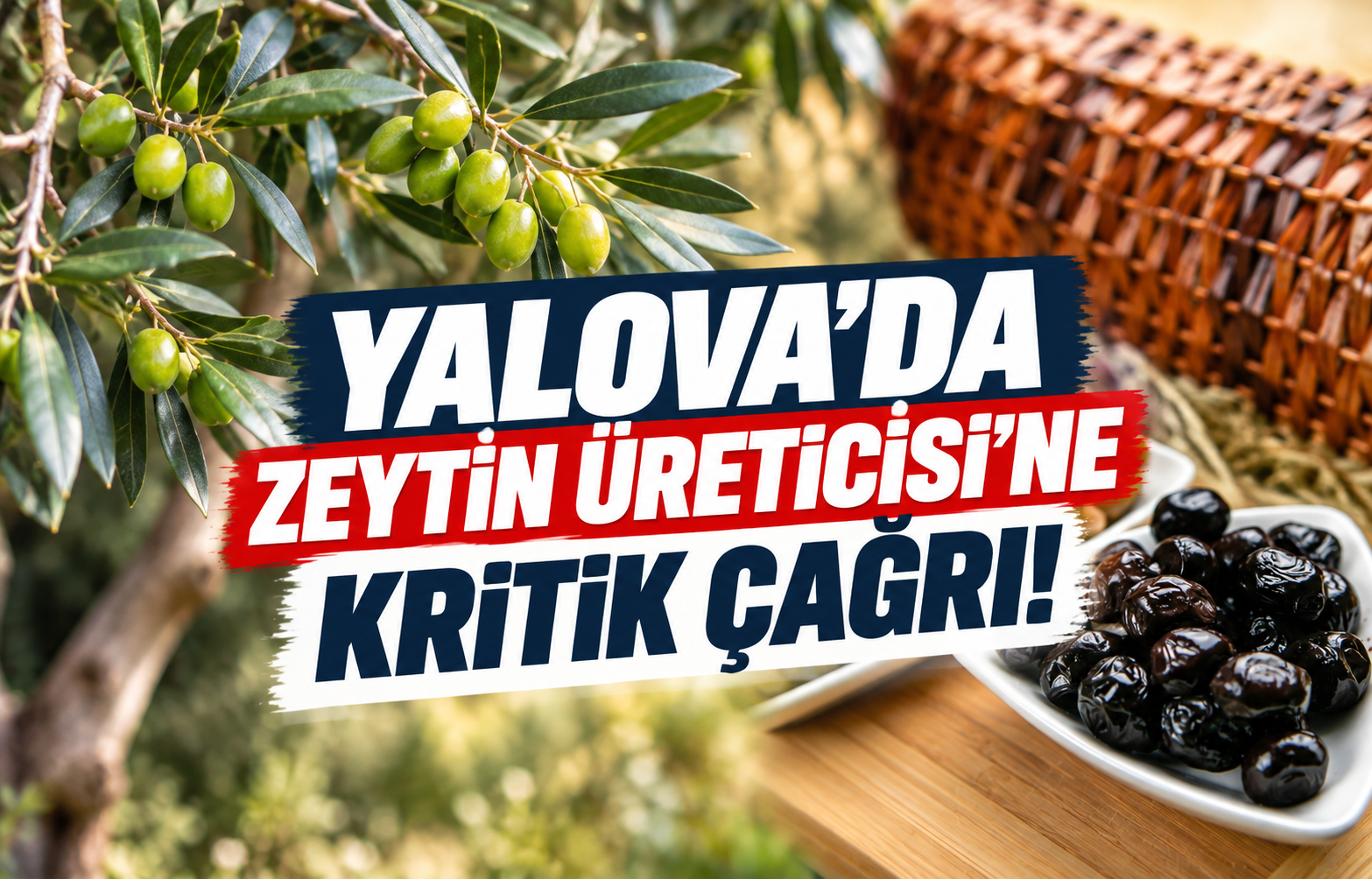 Yalova'da Zeytin Üreticisi’ne Kritik Çağrı!