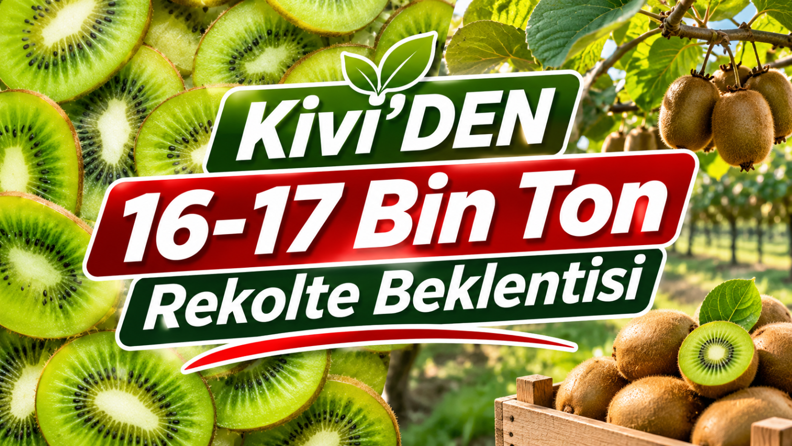 KİVİ'DEN 16-17 BİN TON REKOLTE BEKLENTİSİ