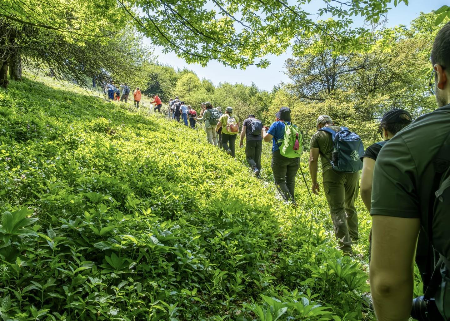 Yalova’nın Gizli Cennetinde Pembe Mucize: Şakayık Çiçeklerinin İzinde Unutulmaz Rota