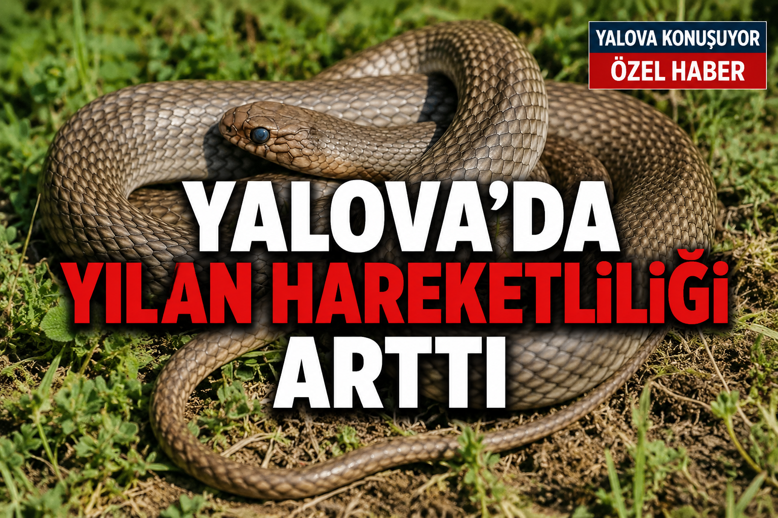 Yalova’da Yılan Hareketliliği Arttı