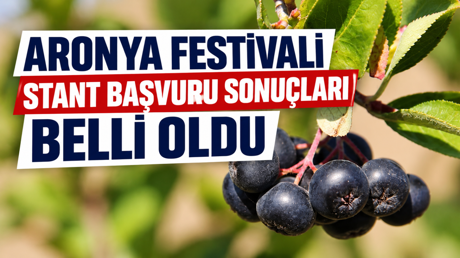 Aronya Festivali Stant Başvuru Sonuçları Belli Oldu