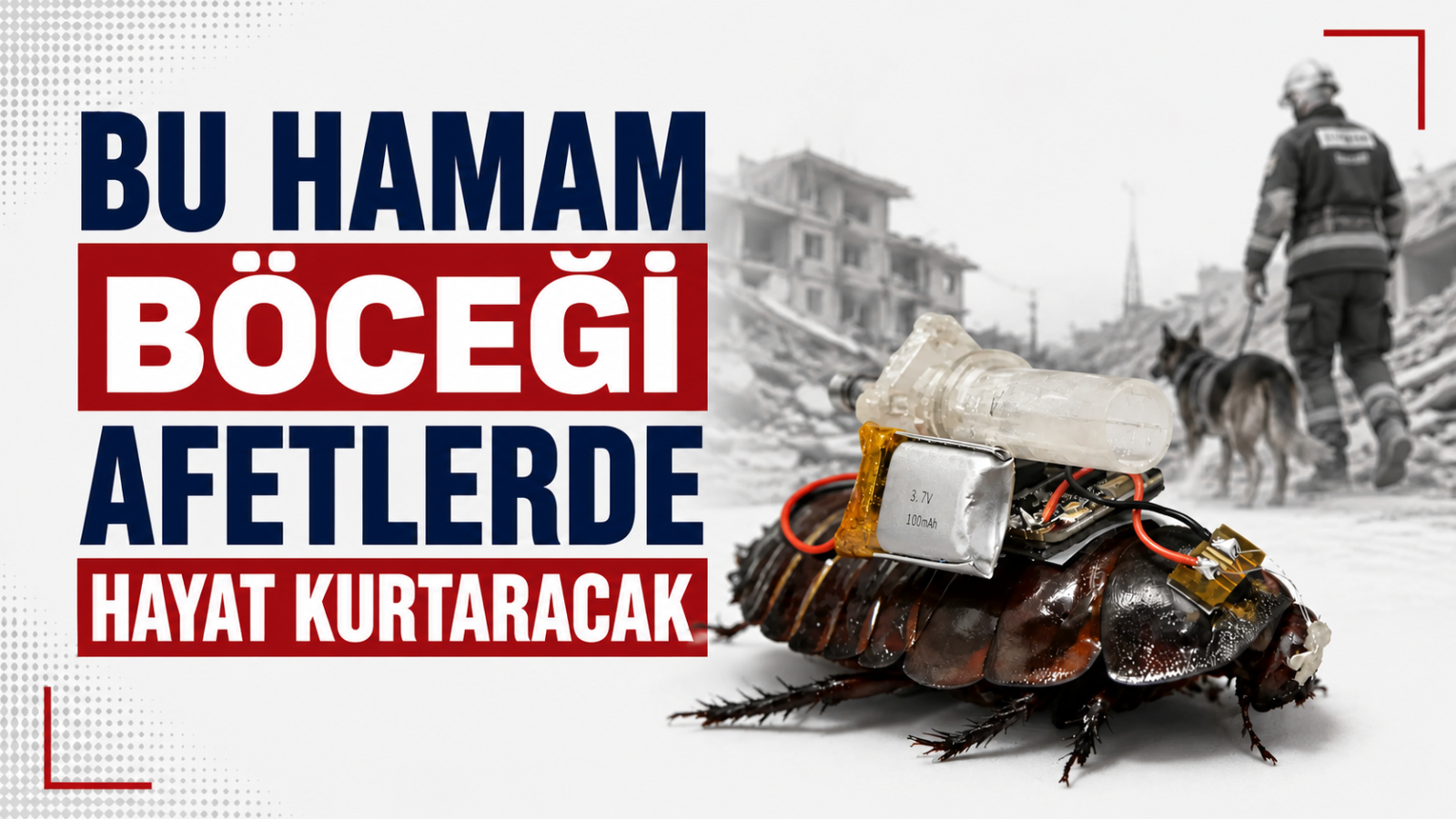 Afetlerde Bir Gün Hayatınızı Kurtarabilir: Siborg Hamam Böcekleri Arama Kurtarma Operasyonlarını Nasıl Değiştirecek?