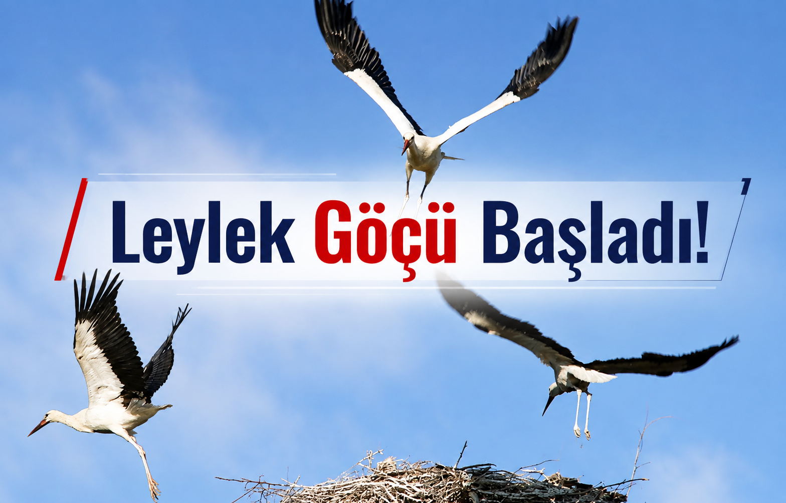 Leylek Göçü Başladı!