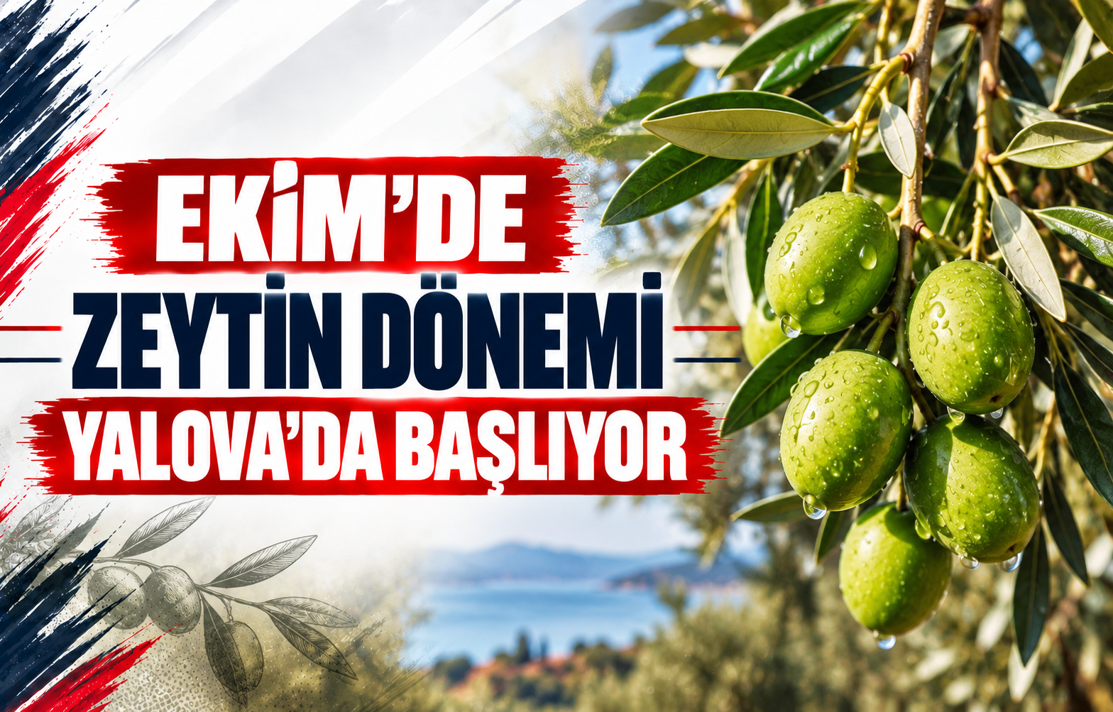 Ekim'de Zeytin Dönemi Yalova'da Başlıyor