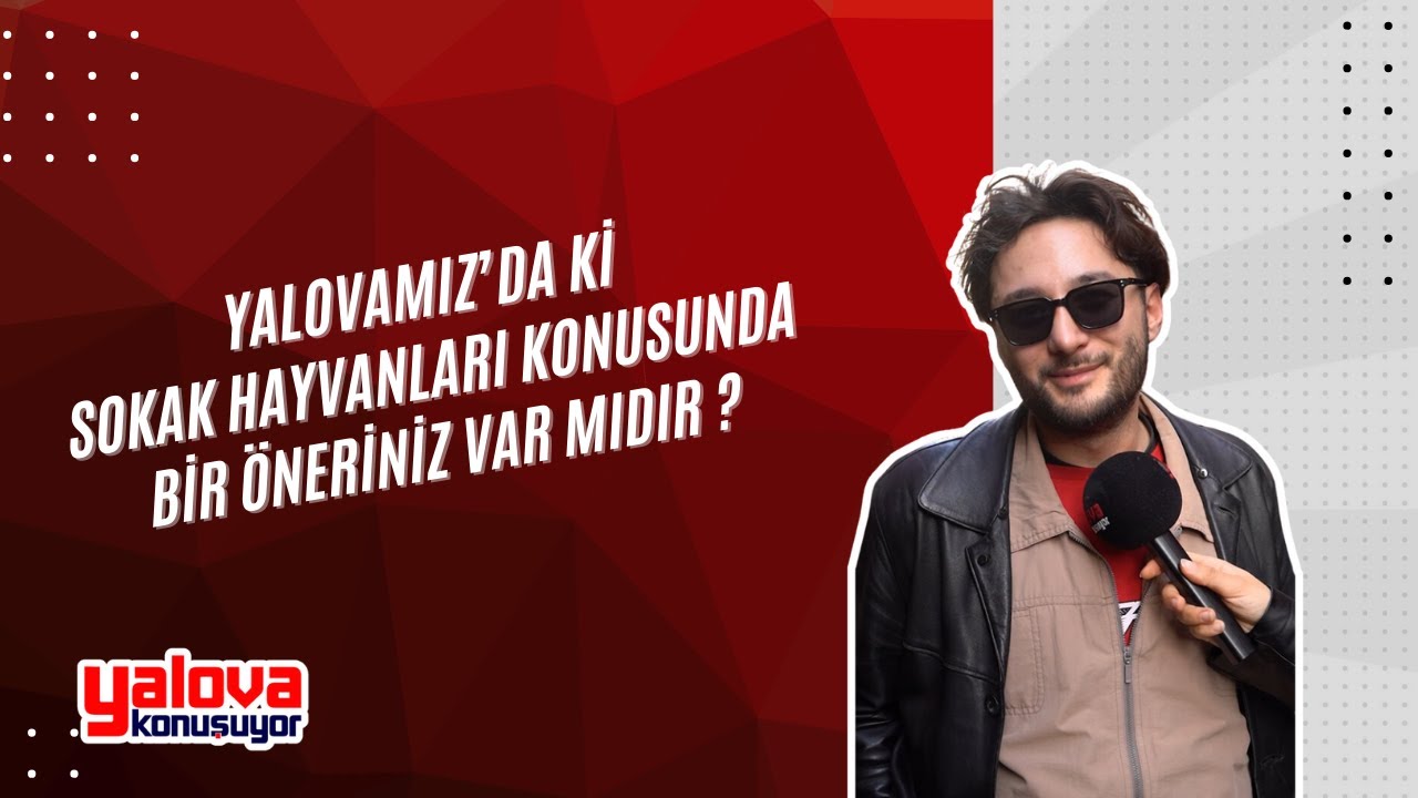 Yalova Sokak Hayvanları İçin Çözüm Arıyor: Vatandaşlardan 'Kısırlaştırma ve Bölgesel İşbirliği' Vurgusu
