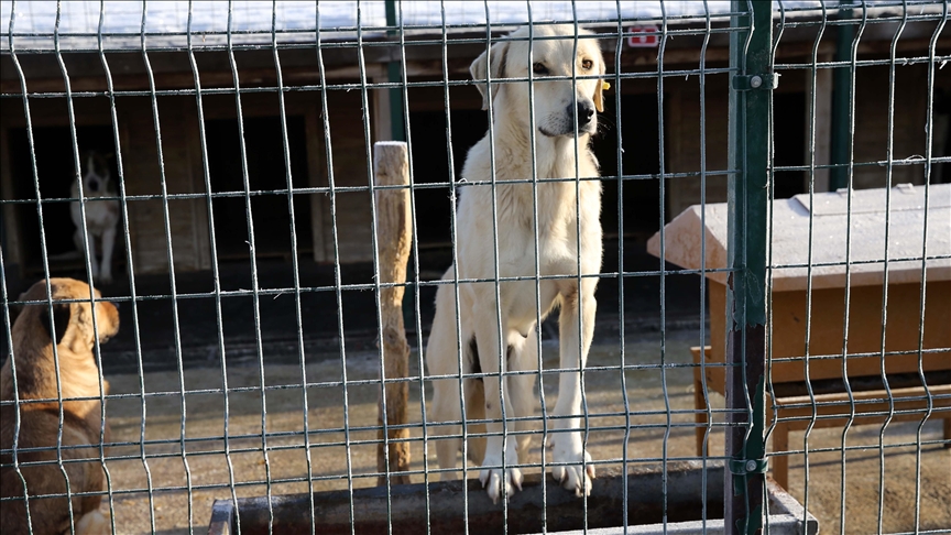 Yalova’daki Barınakta Köpek Ölümlerine Soruşturma