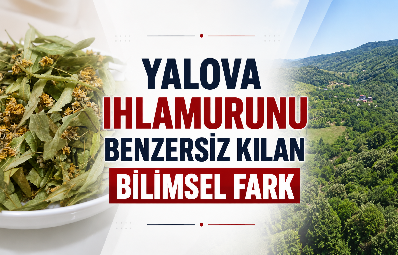Tüm Türkiye'nin Peşine Düştüğü Yalova Ihlamurunun Sırrı Ne?