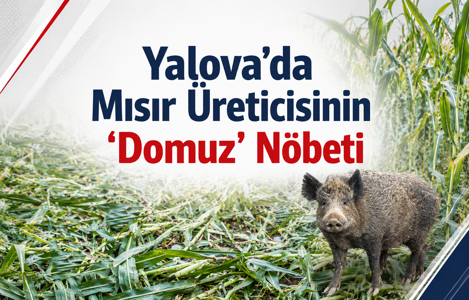 Yalova’da Mısır Üreticisinin ‘Domuz’ Nöbeti