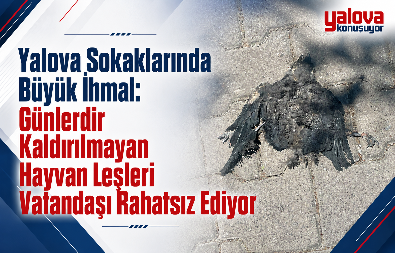 Yalova Sokaklarında Büyük İhmal: Günlerdir Kaldırılmayan Hayvan Leşleri Vatandaşı Rahatsız Ediyor