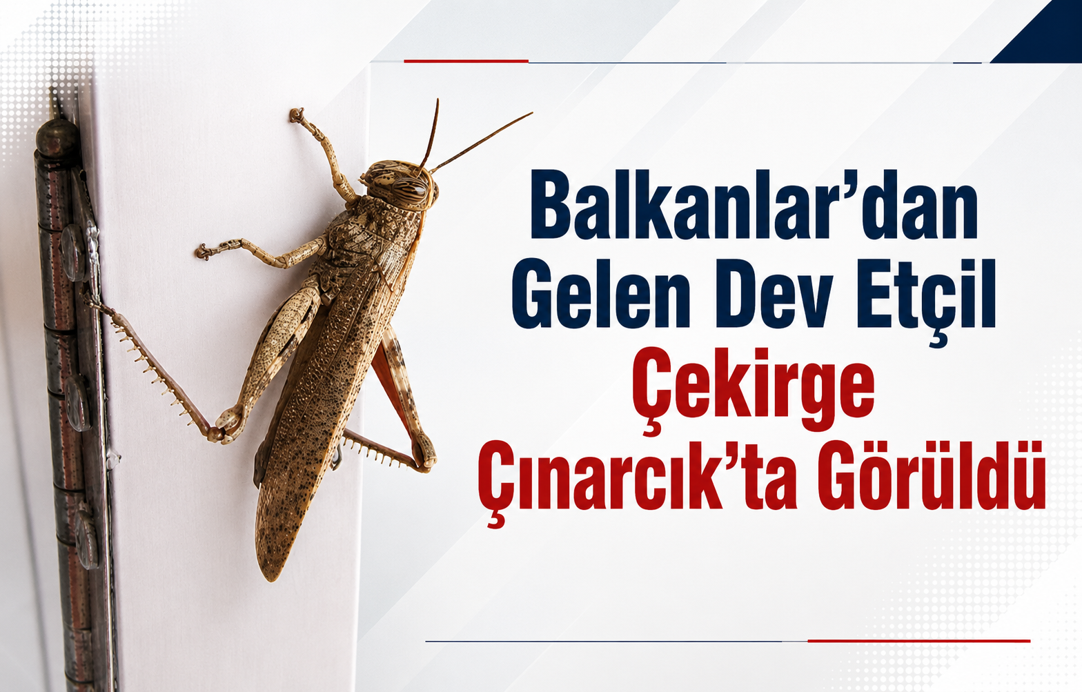 Balkanlar’dan Gelen Dev Etçil Çekirge Çınarcık’ta Görüldü