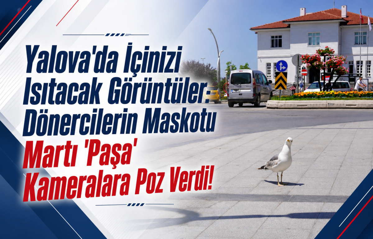 Yalova'da İçinizi Isıtacak Görüntüler: Dönercilerin Maskotu Martı 'Paşa' Kameralara Poz Verdi!