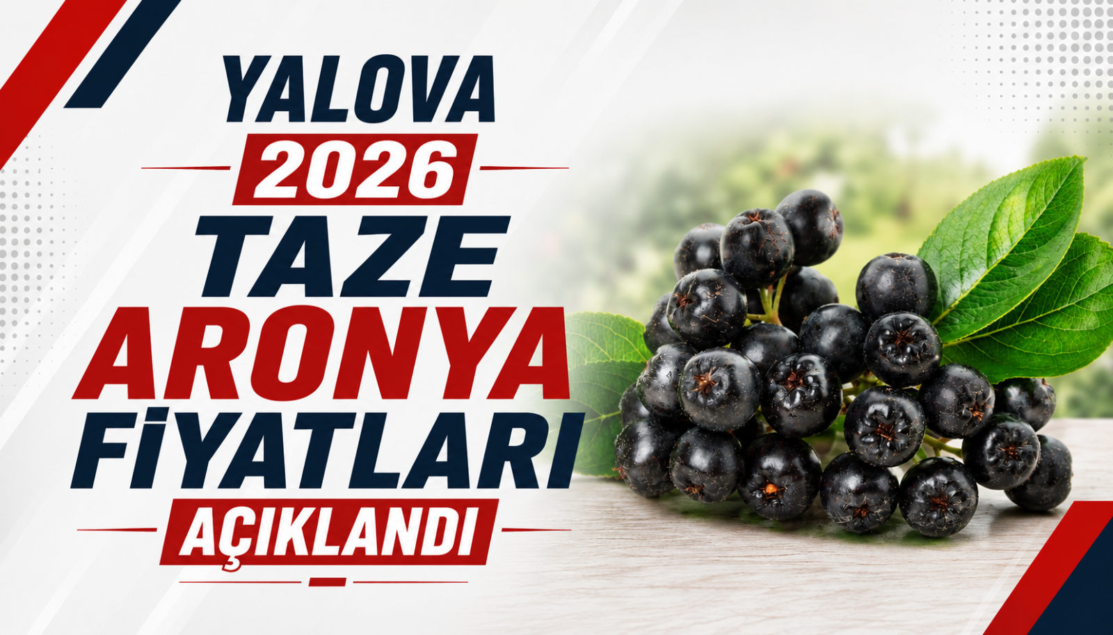 Yalova 2026 Taze Aronya Fiyatları Açıklandı