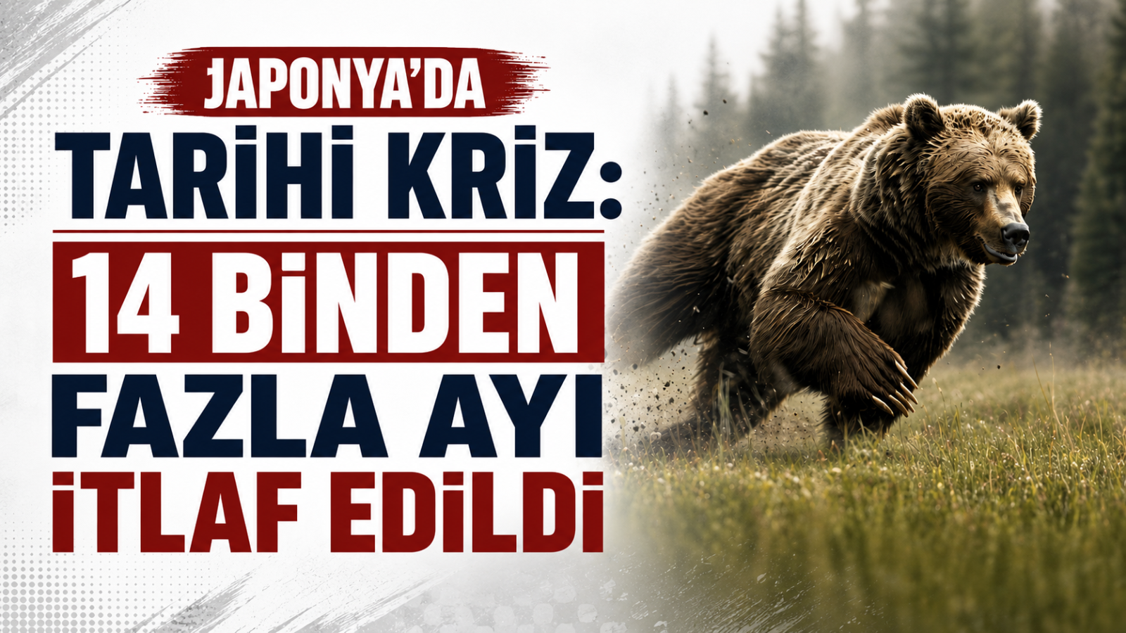 Japonya'da Tarihi Kriz: 14 Binden Fazla Ayı İtlaf Edildi