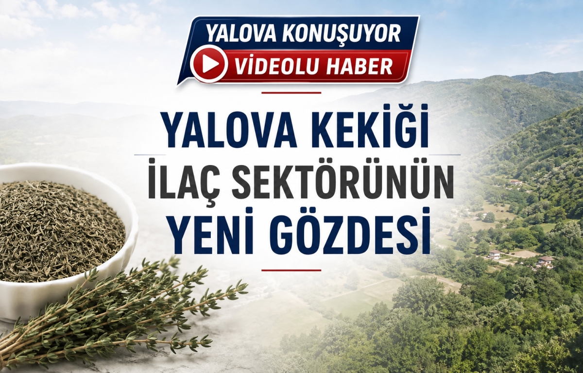 Yalova Kekiği İlaç Sektörünün Gözdesi